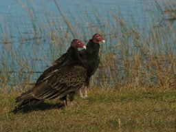 Florida_2007-2008-054